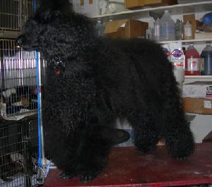 Standard Poodle BEFORE Standard Poodle BEFORE
